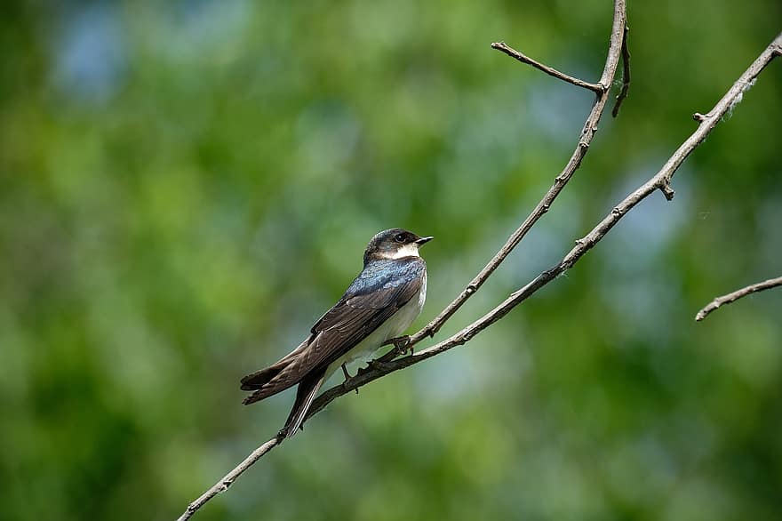 Swallow, Bird, Branch, Tree Swallow, Songbird, Small Bird, Animal, Perched, Plumage, Nature