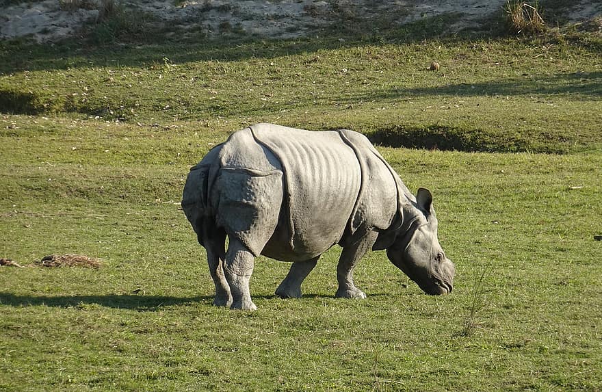 rinoceronte, becerro, un cuerno, animal, salvaje, fauna silvestre, en peligro de extinción, joven, bebé, parque Nacional, santuario