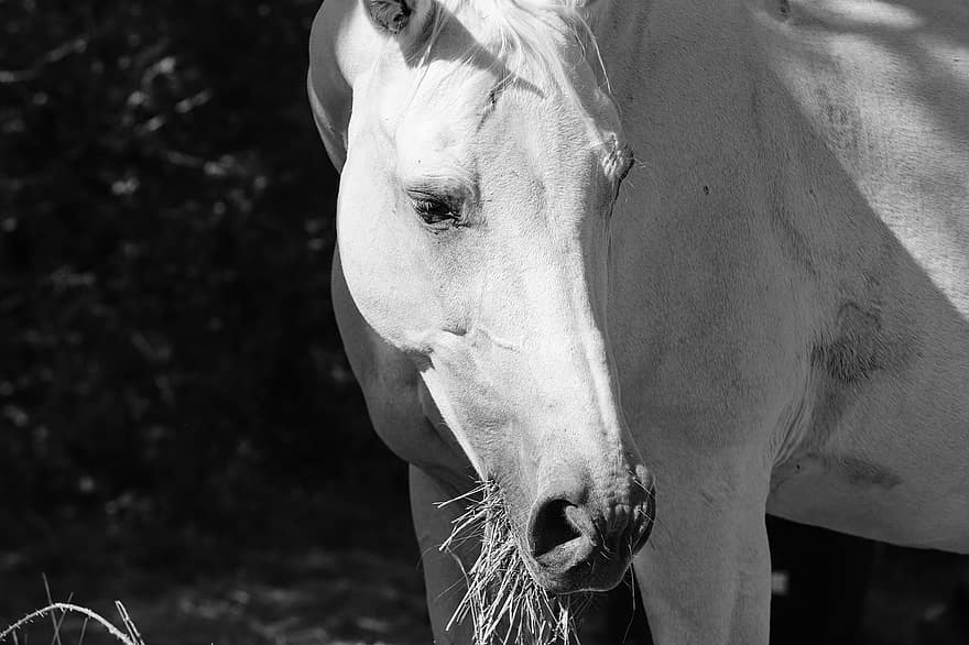 Horse, Equine, Equestrian, Food, Hay, Pasture