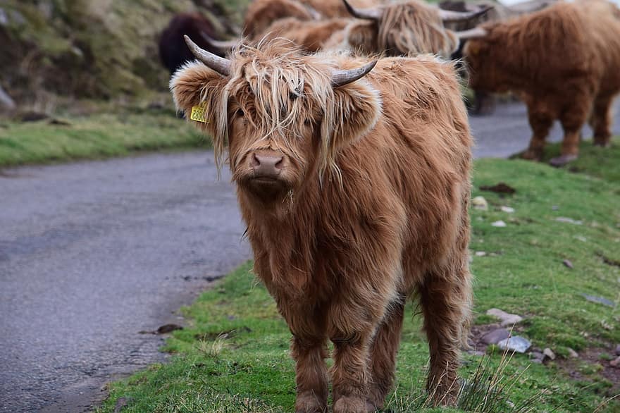 skot skotský, zvíře, hospodářských zvířat, highland kráva, kráva, dobytek, savec, chlupatý, hospodařit