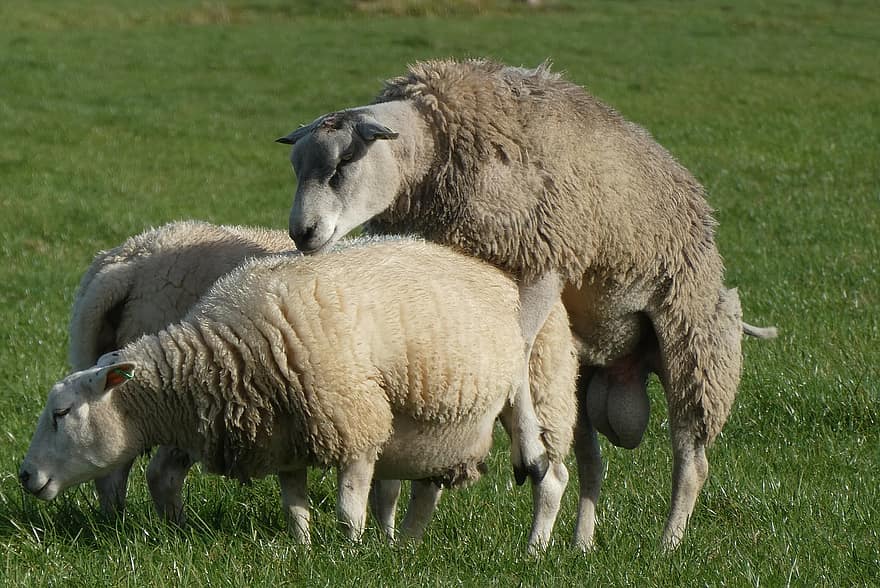 oveja, suero, apareamiento, cubrir, ganado, mamíferos, linda, RAM, ovejas, naturaleza