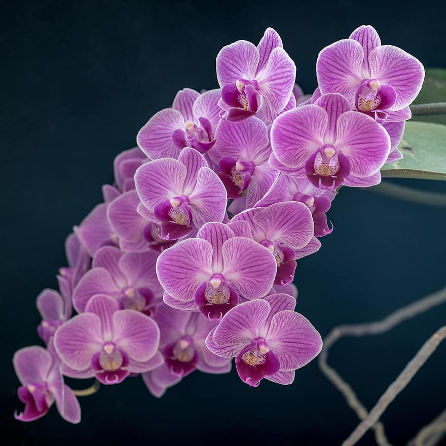 orquídeas, flores, plantar, orquídeas de traça, phalaenopsis, orquídeas cor de rosa, pétalas, flor, flora, natureza, orquídea