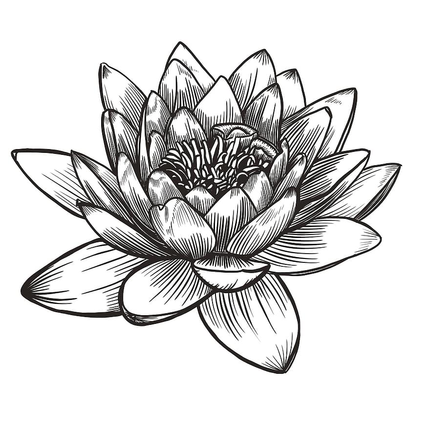 Lotus, Flower, Line Art, Lotus Flower, Petals, Bloom, Blossom, Aquatic Plant