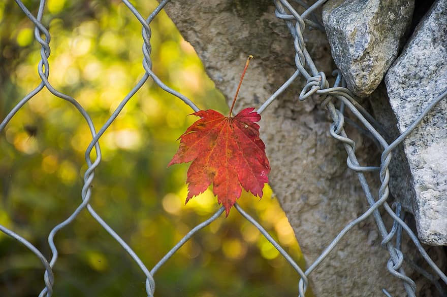 Leaf, Autumn, Fence, Botany, Fall, Season