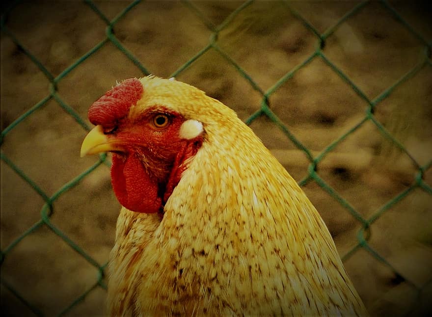 Bird, Chicken, Hen, Plumage, farm, livestock, agriculture, rooster, poultry, cockerel, rural scene