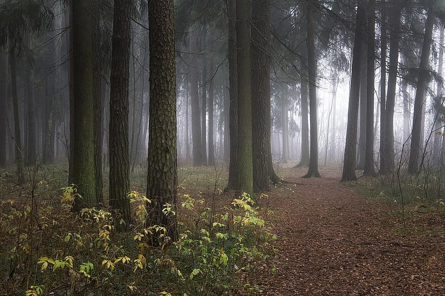 лес, природа, туман, падать, осень, деревья, дорожка, след, пейзаж, ель, хвойное дерево
