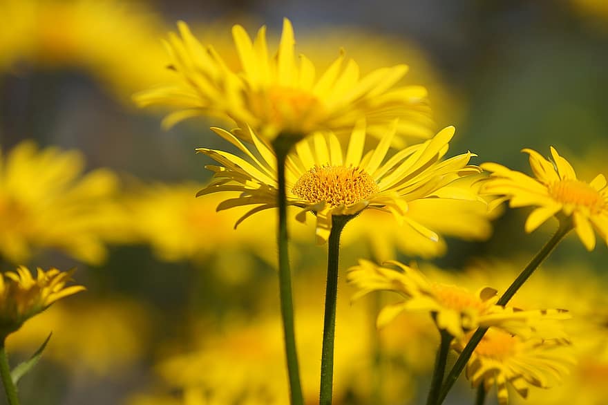 Flowers, Yellow Flowers, Garden, Nature, Spring Bloomers, yellow, summer, flower, plant, close-up, green color