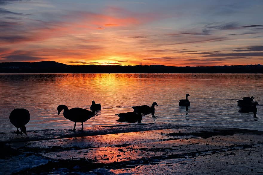 Birds, Lake, Sunset, Silhouette, Ducks, Geese, Bank, Reflection, Water, Sunlight, Water Birds