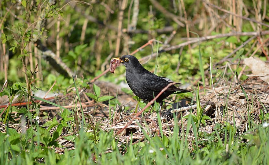 Blackbird, Bird, Animal, Masculine, Songbird, Wildlife, Plumage, Looking For Food, Earthworm, Ornithology, Bird Watching