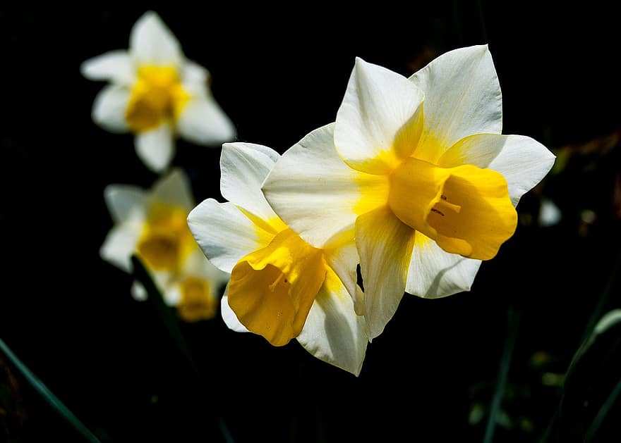 kwiat, żółty, biały, Natura, kwitnąć, lato, życie