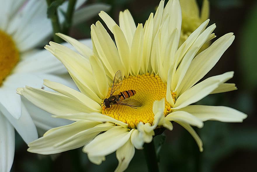 bunga, kelopak, krisan, lebah, sayap, serangga, serbuk sari, taman, alam