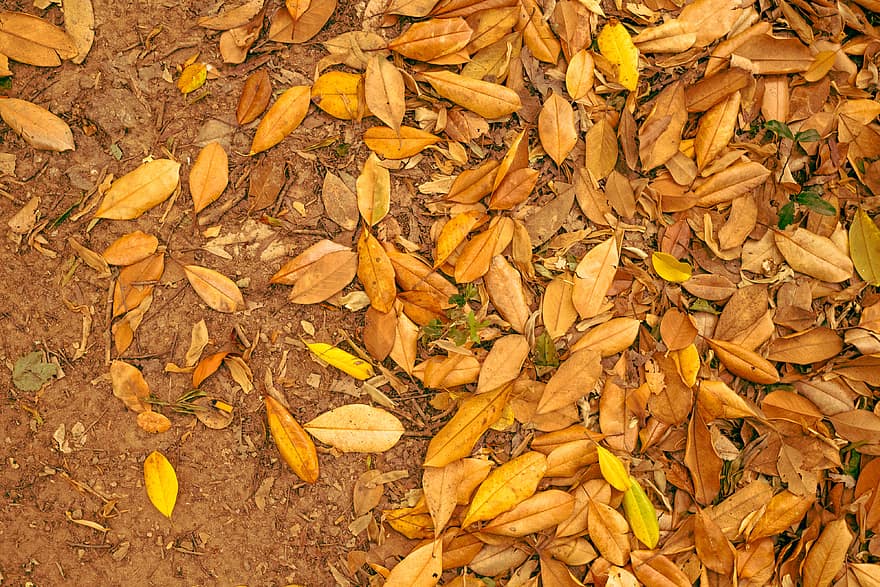 есен, падане, листа, купчина, шума, листо, текстура, кафяв, октомври, ноември, сезон