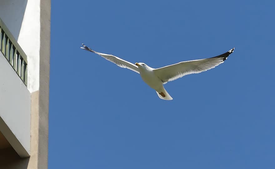Seagull, Bird, Sky, Flying Bird, flying, blue, beak, feather, animals in the wild, sea bird, close-up