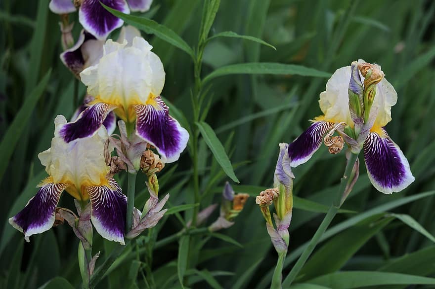 Iris, Plant, Flowers, Bloom, Spring, Blue, Yellow, Petals, Nature