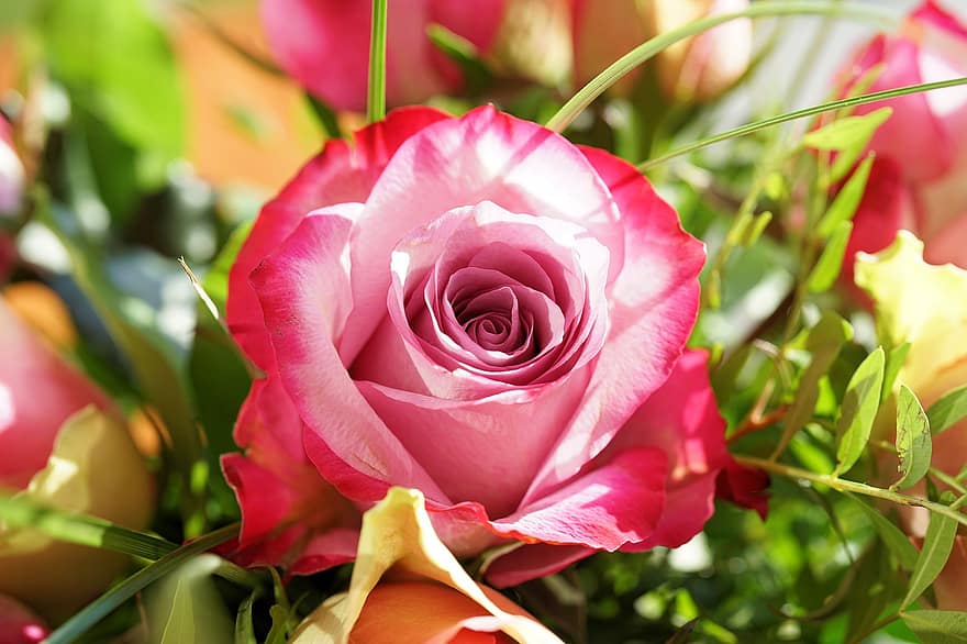 mawar, bunga, berwarna merah muda, kelopak, mawar merah muda, bunga merah muda, kelopak merah muda, mekar, berkembang, flora, pemeliharaan bunga