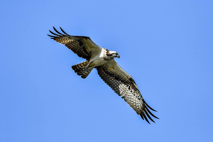 चिड़िया, Osprey, पक्षीविज्ञान