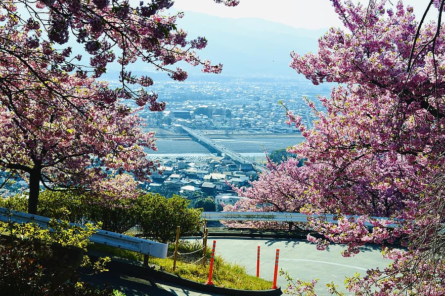 sakura, kirsikankukkia, Japani, kaupunki, vaaleanpunaiset kukat, kevät, kukat, luonto, kukka, puu, kukka pää