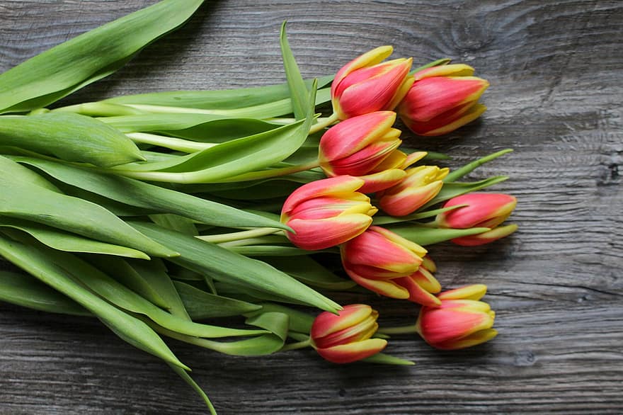 Tulips, Flowers, Bunch, Bloom, Blossom, Plant, Spring Bloomer, Spring, Present, Closeup, Mothers Day Birthday
