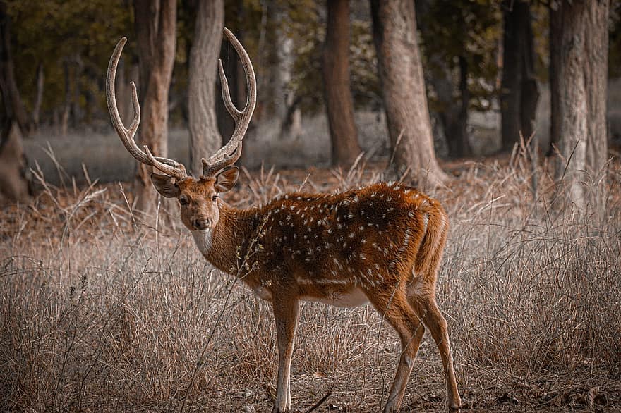 Deer, Animal, Safari, Mammal, Spotted Deer, Chital, Wildlife, Antlers, Wilderness, Wild, Meadow