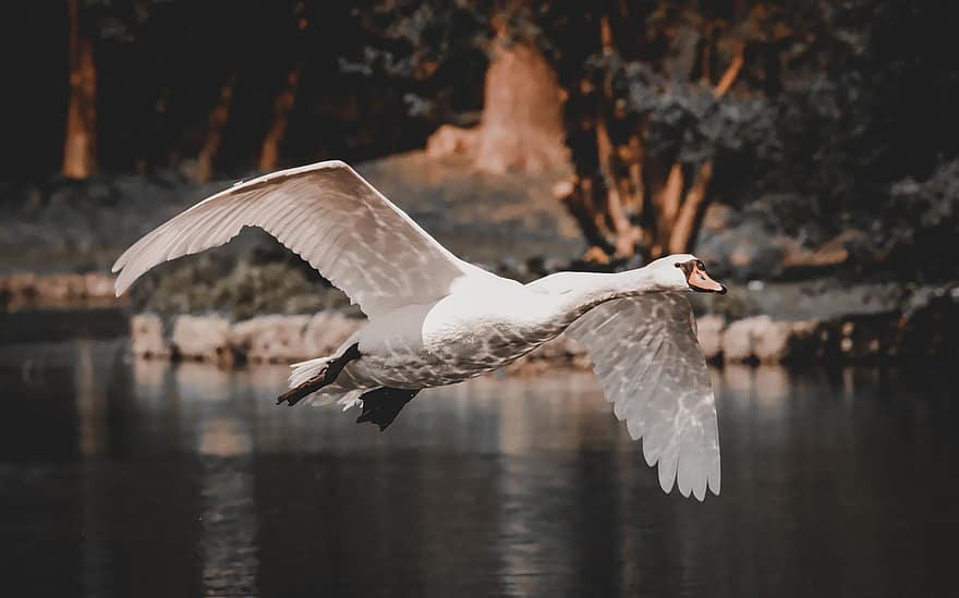 Swan, Waterbird, Flying Swan, Flying Bird, Bird, Animal