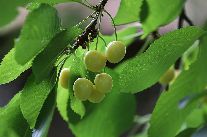 бели череши, череши, плодове, пружина, листо, зелен цвят, свежест, растение, едър план, лято, растеж