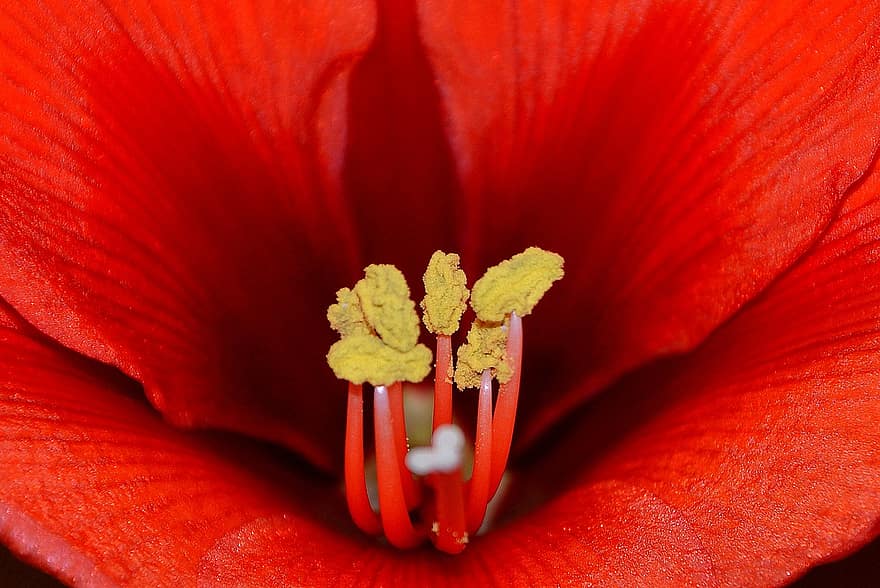 Amaryllis, Blume, Pollen, Stempel, Nahansicht, rote Blume, Pflanze, Blütenblatt, Blatt, Blütenkopf, Makro