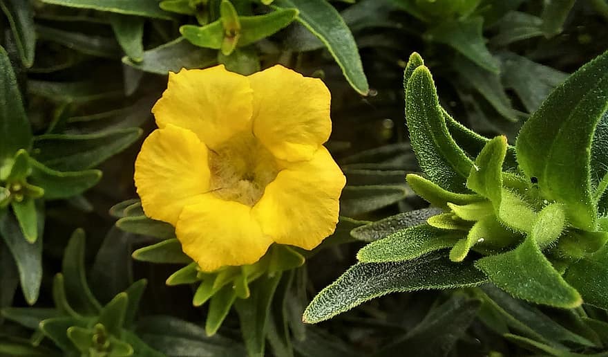 Flower, Musky Monkeyflower, Bloom, Botany, Blossom, Growth, Petals, Nature, Yellow, leaf, plant