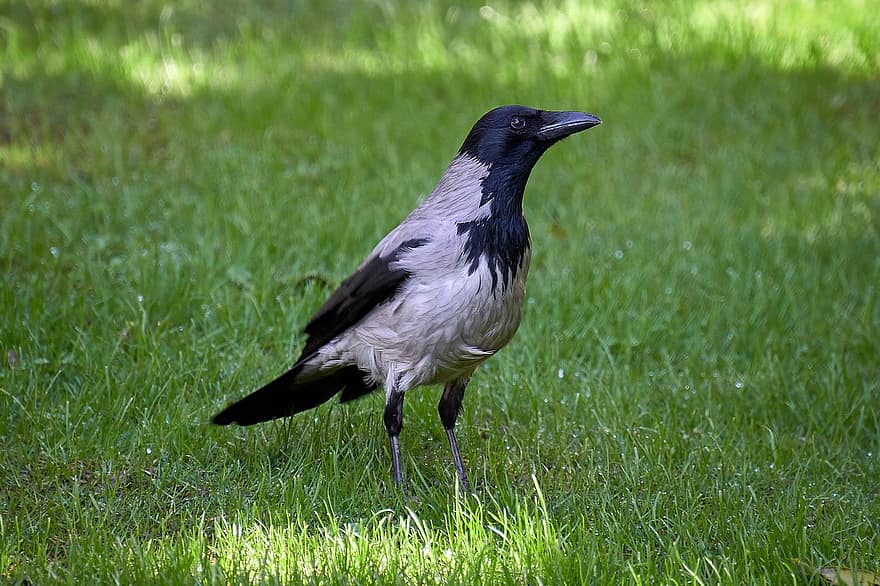 pájaro, corvid, plumaje, negro, plumas, pico, pluma, animales en la naturaleza, hierba, observación de aves, un animal