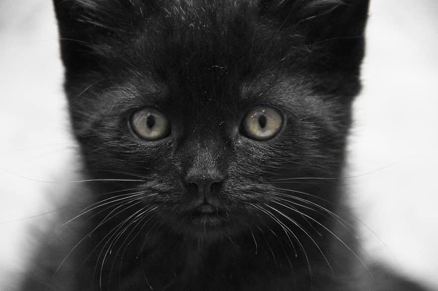 kucing, anak kucing, membelai, kucing hitam, bayi kucing, kucing muda, hewan, kucing rumahan, licik, mamalia, imut