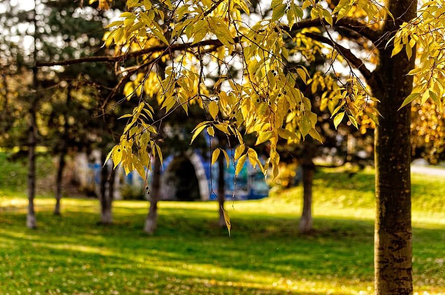 keltaiset lehdet, syksy, Puut, maisema, luonto, puu, puun lehti, kausi, metsä, keltainen, vihreä väri