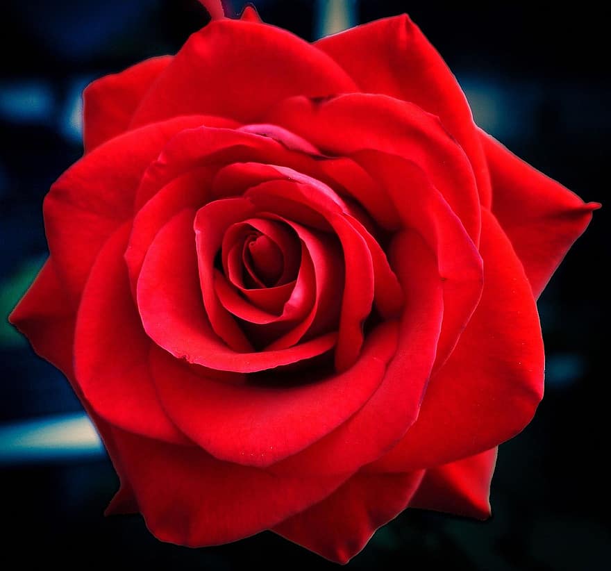 Rosa, flor, planta, Rosa roja, flor roja, pétalos, floración, naturaleza
