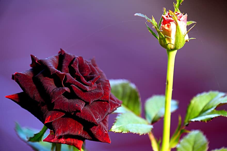 Rose, fleur, rose rouge, bourgeon, fleur de rose, pétales, pétales de rose, Floraison, flore, la nature, fermer
