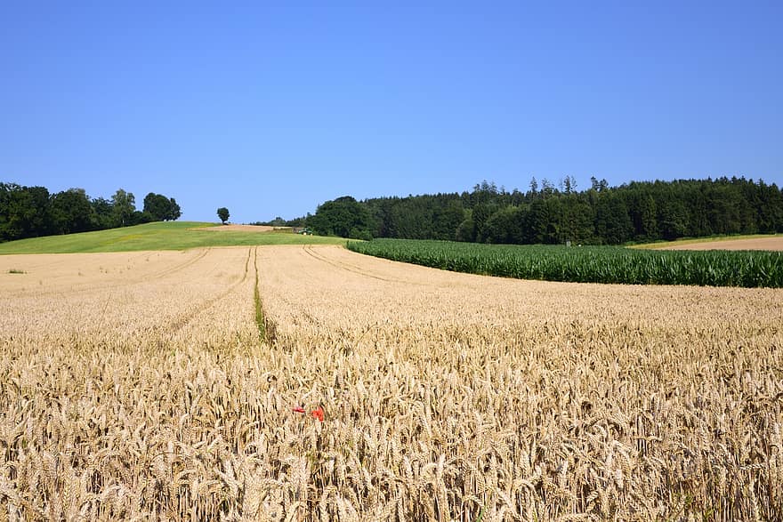 小麦畑、フィールド、ドイツ、農地、農業、バイエルン