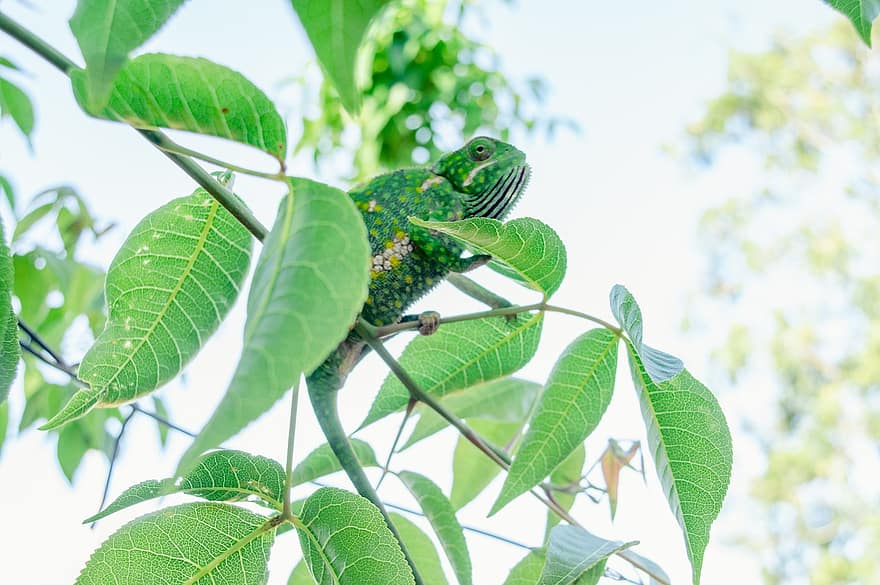 Chameleon, Camouflage, Leaves, Branch, Animal, Reptile, Lizard, Wildlife, Exotic, Tropical, Wild