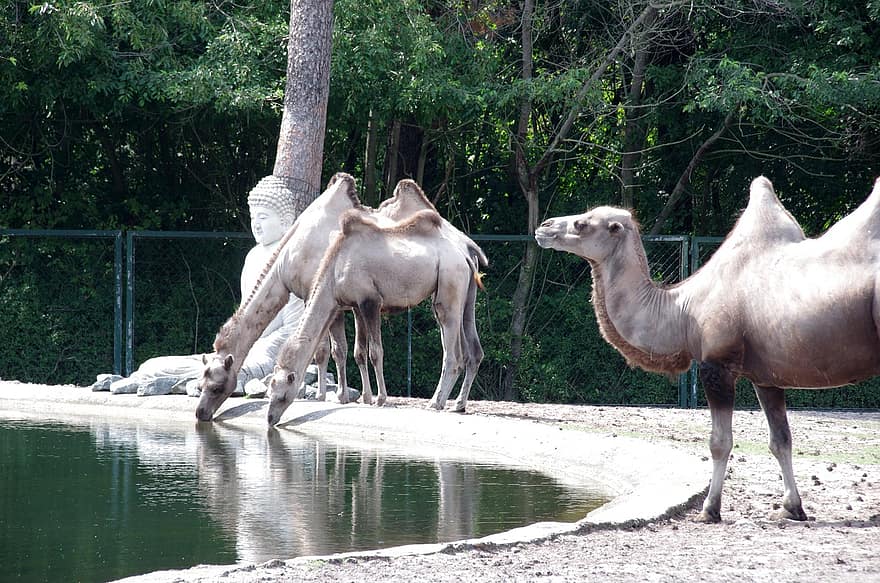 dyr, kamel, pattedyr, arter, fauna, Afrika, dromedary kamel, reise, arabia, hump, kulturer