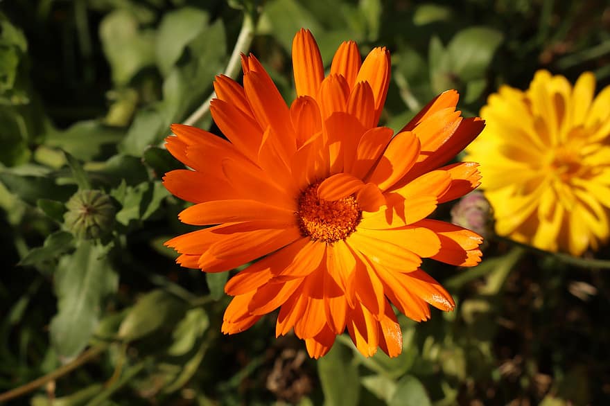 ноготки, цветок, оранжевый цветок, лепестки, оранжевые лепестки, цвести, цветение, Флора, сад, завод