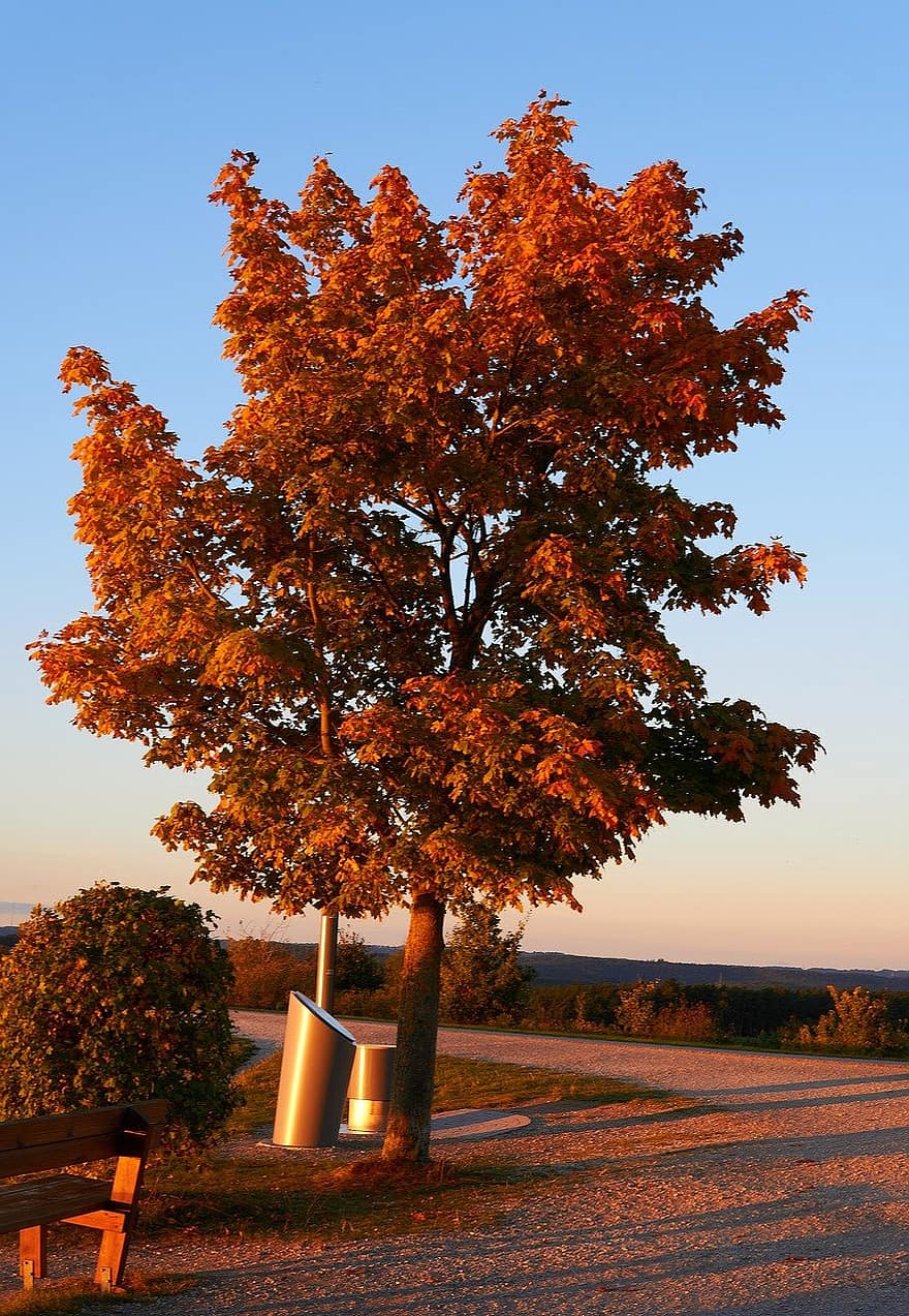 дерево, осень, природа, желтый, лист, время года, заход солнца, лес, пейзаж, Солнечный лучик, сельская сцена