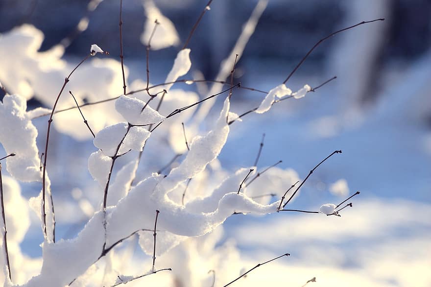 větvičky, sníh, zimní, mráz, Příroda, venku