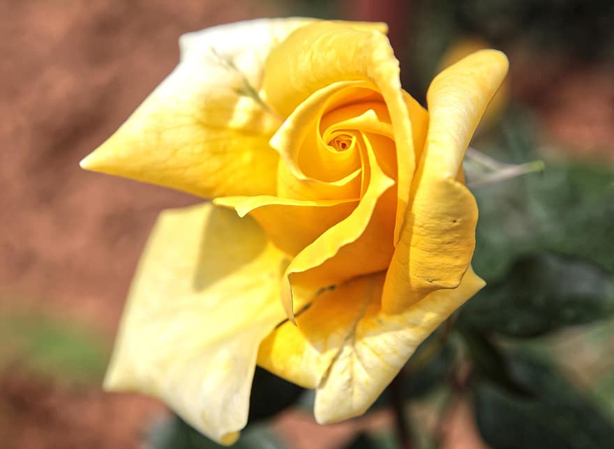 τριαντάφυλλο, λουλούδι, κίτρινο αυξήθηκε, κίτρινο άνθος, ανθίζω, χλωρίδα, φυτό, άνθος, αυξήθηκε ανθίζει, πέταλα, κίτρινα πέταλα