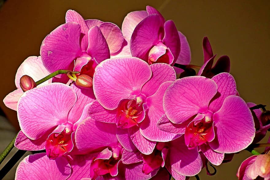 orchidées, fleurs, fleurs roses, pétales, pétales roses, Floraison, fleur, flore, les plantes, la nature