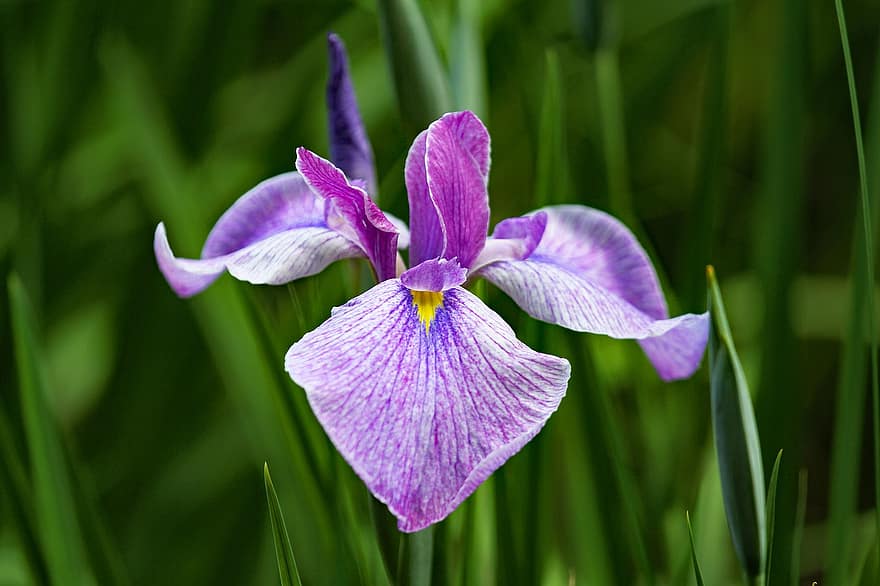cattleya orchidea, orchidea, fiore, pianta, petali, fiore viola, fioritura, le foglie, giardino, natura