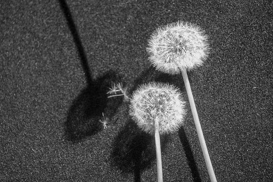 Flower, Dandelion, Flora, Botany, Black And White, plant, grass, fluffy, seed, fragility, close-up