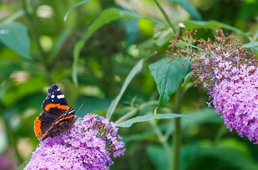 пеперуда, насекомо, природа, животно, крило, лято, макро, пружина, цвете, животински свят