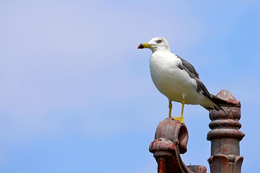 Seagull, Gull, Bird, Animal, Wildlife, Plumage, Beak, Perched, Sky, Nature