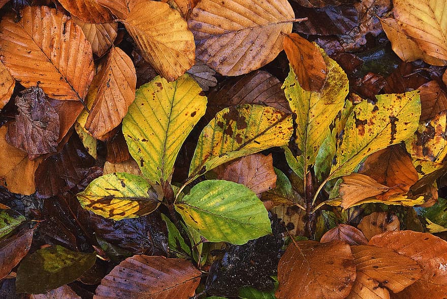 hojas, naturaleza, otoño, temporada, al aire libre, macro, gotas, lluvia