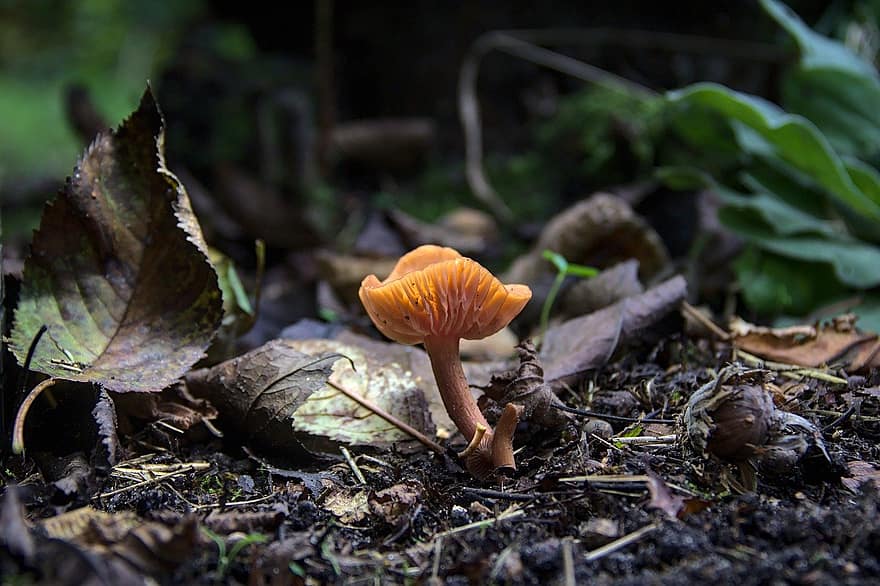 mushroom, fungus, nature, autumn, close-up, forest, season, leaf, plant, food, growth