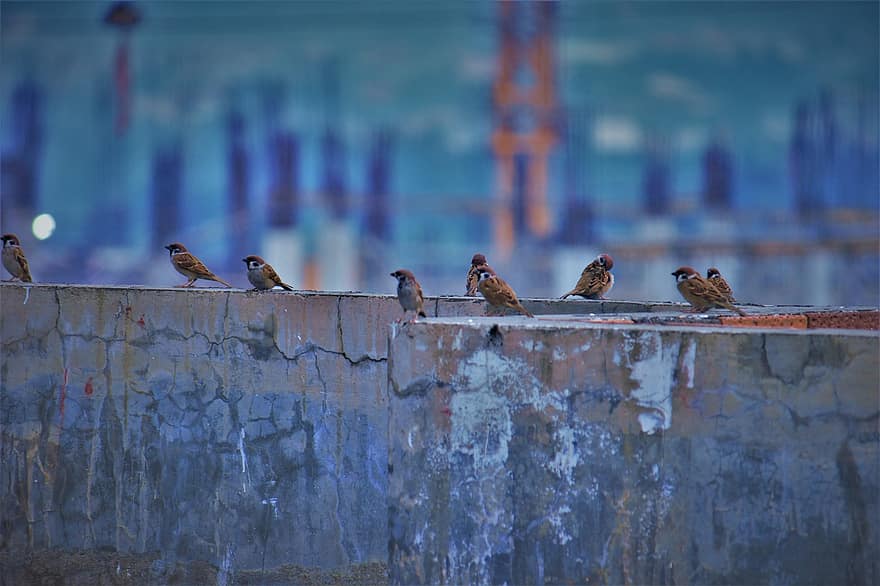 spurv, fugle, beton, dyr, perched, bygning
