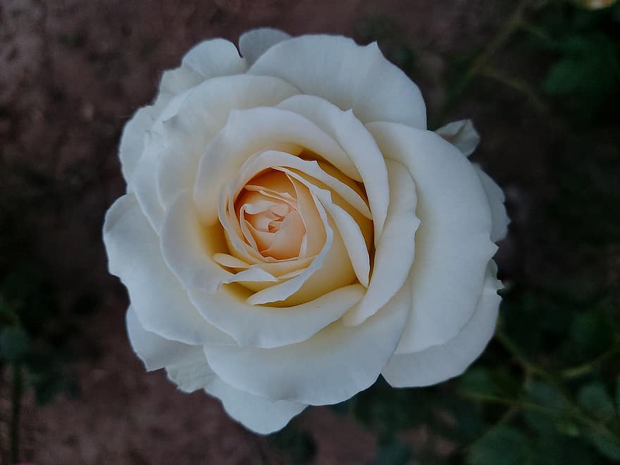pieauga, balts, zieds, baltā roze, ziedlapiņām, baltas ziedlapiņas, rožu ziedlapiņas, zied, rožu ziedēšana, balts zieds, viena roze