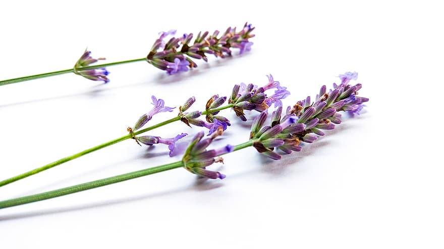 sederhana, lavender, set, alam, koleksi, taman, bunga, hijau, penyembuhan, Kepiting, putih