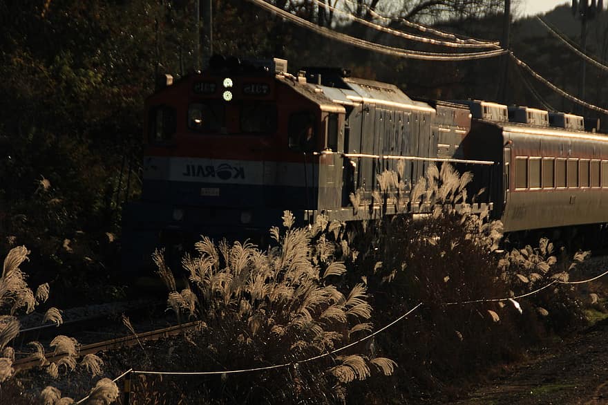 قطار ، قاطرة ، طريق السكك الحديدية ، العشب الفضي ، مدرب